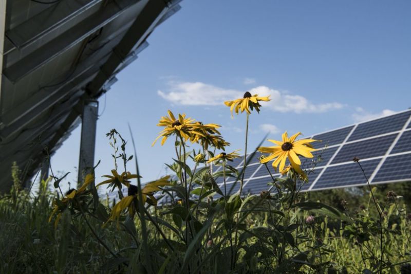 solar parks agricultural activities